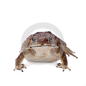 Asian common toad on white background