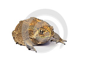 Asian common toad on white background,Toad Isolated