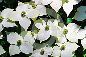 White pseudoflowers and green flowers of the Chinese Dogwood, Asian Dogwood, Cornus kousa photo