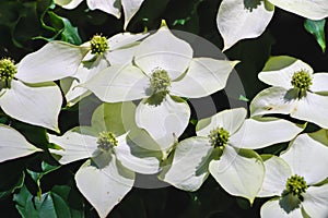 White pseudoflowers and green flowers of the Chinese Dogwood, Asian Dogwood, Cornus kousa photo