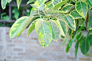 Asian Council Tree, Ficus Altissima Variegata or Ficus Elastica Altissima Variegata or Ficus plant or Rubber Plant Lemon Lime or