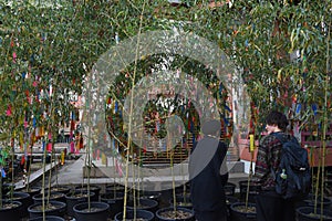 Asian couple at wishing prayer tree