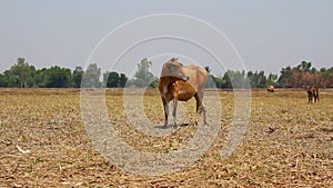 The Asian cow trying to graze in a dry field