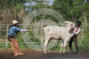 Asian cowboy men caught cattle in livestock