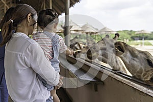 Asian cute baby girl feeding on your hand for big giraffe in animal farm background