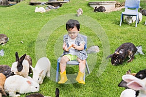Asian cute boy Happy sitting in a chair among the bunnies