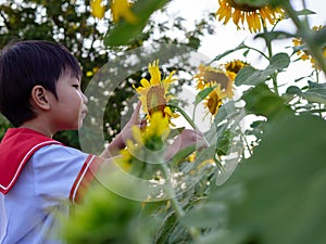 Asian cute child boy in school uniform touching and looking yellow beautiful sunflower