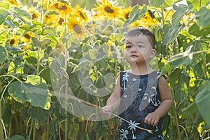 Asian cute little baby boy enjoying in sunflowers