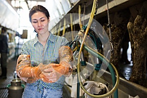 Asian dairy-woman preparing for machine milking cows