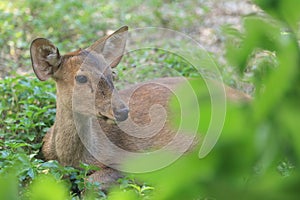 Asian deer close up