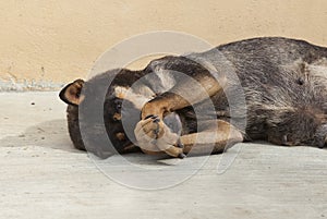 Asian dog laying down in overturn position