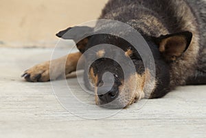 Asian dog laying down in overturn position