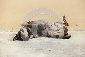 Asian dog laying down in overturn position photo