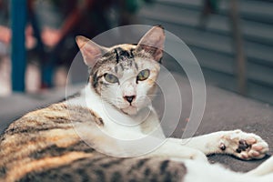 Asian domestic bleed cat look and stare eyes contact face