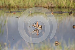 Asian dowitcher (Limnodromus semipalmatus) in Japan