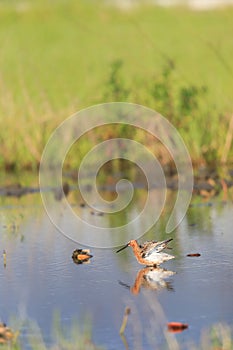 Asian dowitcher (Limnodromus semipalmatus) in Japan