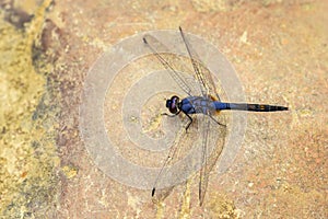 Asian dragonfly - Trithemis festiva photo