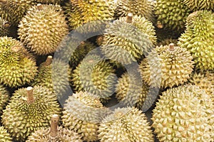 Asian durian fruit in kep cambodia market