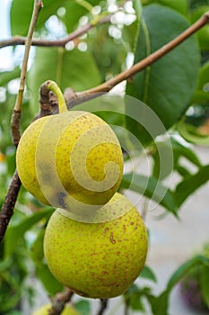 Asian Dwarf Pear Tree