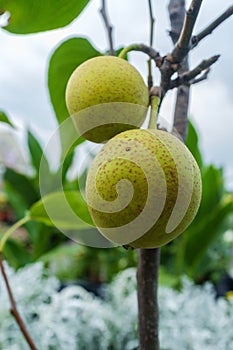 Asian Dwarf Pear Tree