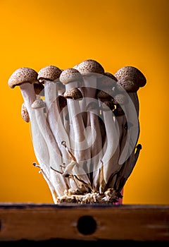 Asian edible mooshrooms shimidzhi brown on orange backdrop. Front view. Healthy eating concept