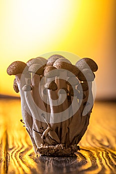 Asian edible mooshrooms shimidzhi brown on orange backdrop. Front view. Healthy eating concept