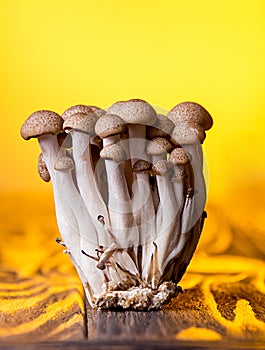 Asian edible mooshrooms shimidzhi brown on orange backdrop. Front view. Healthy eating concept