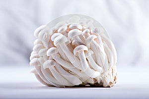 Asian edible mushrooms shimidzhi on white backdrop. Front view