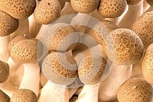 Asian Edible Shimeji Mushrooms