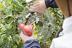 Tomato organic cultivation photo