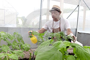 Asian elderly man holding plastic foggy bottle and spraying liquid water fertilizer to plants. Senior gardener caring vegetable in
