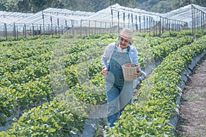 an Asian elderly woman farmer holding and showing a basket filled with red strawberries which he harvested on the strawberry farm