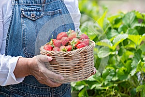 an Asian elderly woman farmer holding and showing a basket filled with red strawberries which he harvested on the strawberry farm