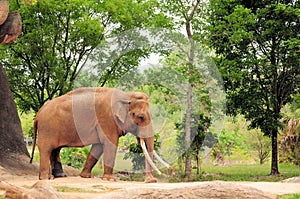 Asian Elephant