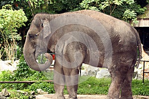 Asian Elephant