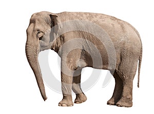 Asian Elephant