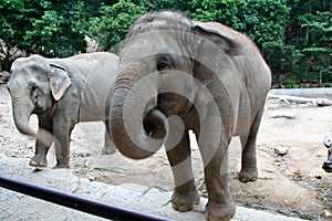 An Asian Elephant