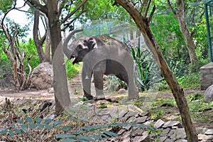 Asian Elephant