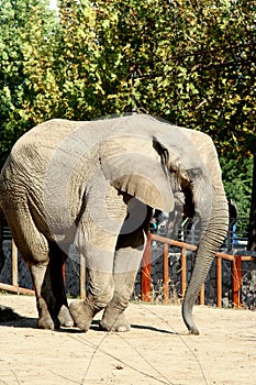 Asian elephant