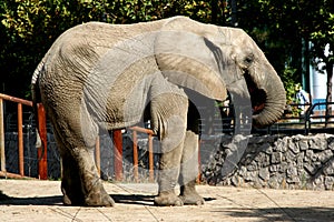 Asian elephant