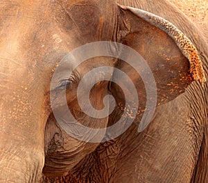 Asian elephant