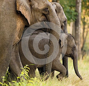 Asian elephant