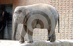 Asian elephant