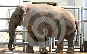 Asian elephant