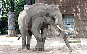 Asian elephant