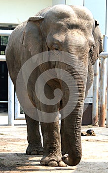 Asian elephant