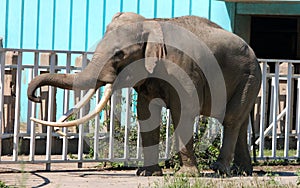 Asian elephant