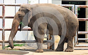 Asian elephant