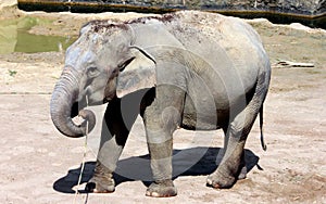 Asian elephant