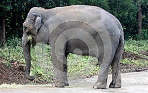 Asian elephant